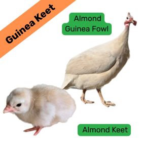 Almond Guinea Keet