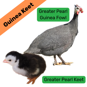Greater Pearl Guinea Keet