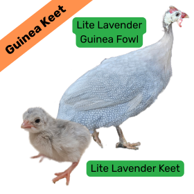 Lite Lavender Guinea Keet