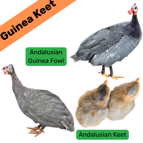 Andalusian Guinea Keet