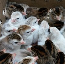 Assorted Small Keet Package Guinea Keet