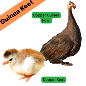 Copper Guinea Keet