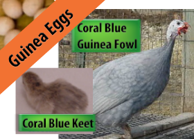 Coral Blue Hatching Eggs