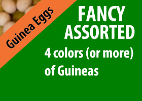 Fancy Assorted Guinea Eggs