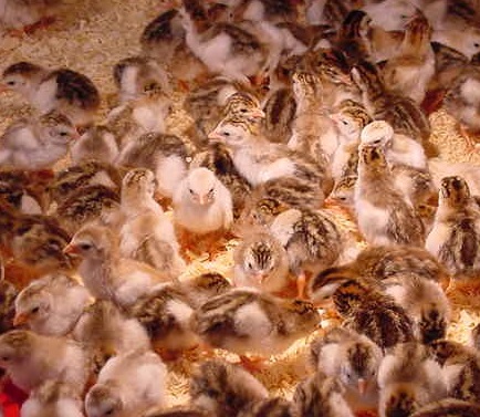 Fancy Assorted Small Keet Package Guinea Keet