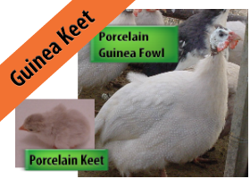 Porcelain Guinea Keet
