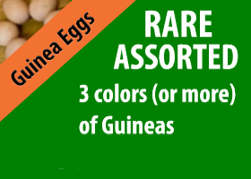 Rare Assorted Guinea Egg
