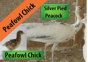 Rare Assorted Peachick