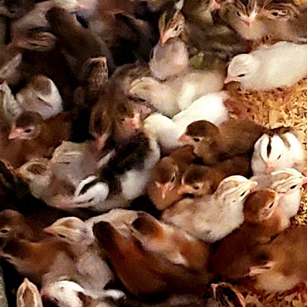 Rare Assorted Small Keet Package Guinea Keet